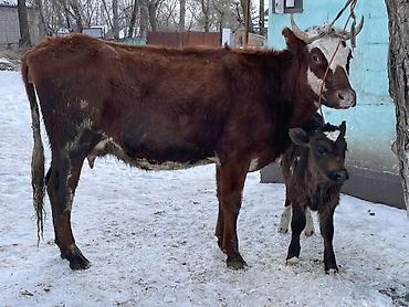 Коровы, быки: Продаю | Корова (самка) | Полукровка | Для молока | После отела at lalafo.kg — 1 Коровы, быки: Продаю | Корова (самка) | Полукровка | Для молока | После отела — 1