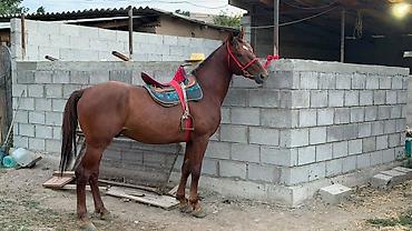 корейский тоджон: Продаю | Конь (самец) — 2