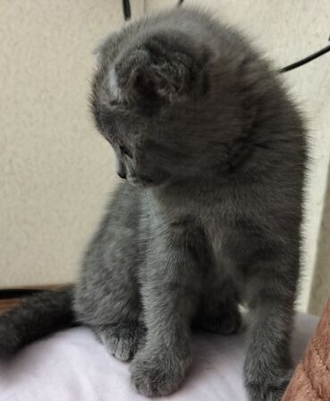 qoyun quzu satisi: Şotland yastı qulaq, Dişi, Yaxşı əllərə, Rayonlara çatdırılma, Ünvandan götürmə, Ödənişli çatdırılma