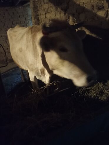 быки в канте: Продаю | Корова (самка) | Алатауская | Для молока
