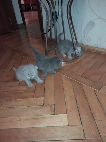 Üç pişik balası, boz rəngdə, qısa tüklü. Onlar otaq mühitində, parket