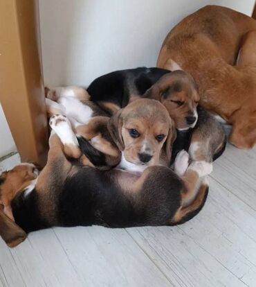kreveti za pse i macke: Na prodaju štenci vrhunskog kvaliteta sa papirima, pasosem