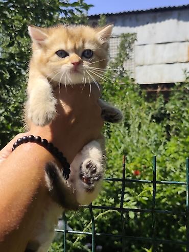 котята свинкс: Скотиш Страйт (Шотландская прямоухая), 1 месяц, Девочка, Золотая шиншилла, Приучена к лотку — 5
