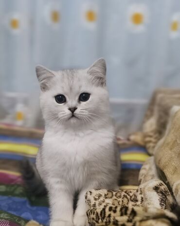 британская кошка рыжая: Скотиш Страйт (Шотландская прямоухая), 1 месяц, Девочка, Серебристая шиншилла, С документами
