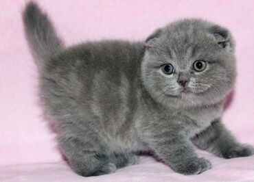 сибирские коты: Шотландская Вислоухая булочка девочка Скоттиш-фолд возраст 1.5 мес