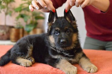 İtlər: Alman çoban iti, 2 ay, Erkek, Sənədli, Pulsuz çatdırılma — 18