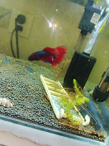 Akvarium aksessuar və ləvazimatları: 35.35.35 akva
11 balig tetra guppy Betta
güçlü filtre — 1