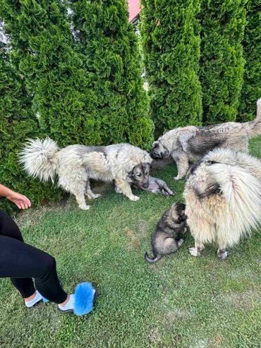 Psi: Ženkice sarplaninki starosti dva mesecavakcinisani dva puta4 puta — 9