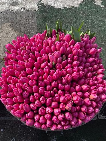 Букеты из живых цветов: Продаем тюльпаны отличного качества, высота и бутон крупный, высокие — 4