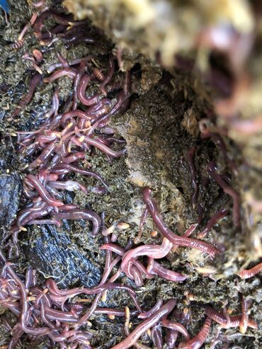 черви старатель в бишкеке: Калифорнийские черви.Кг 100 сом оптом дешевле