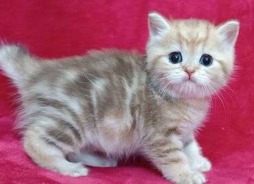 Коты: Питомник Шотландских кошек предлагает к предварительному резерву