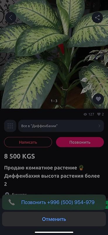 Другие комнатные растения: Пересаженные адаптированные растения🪴. готовые в горшках Напольные — 20