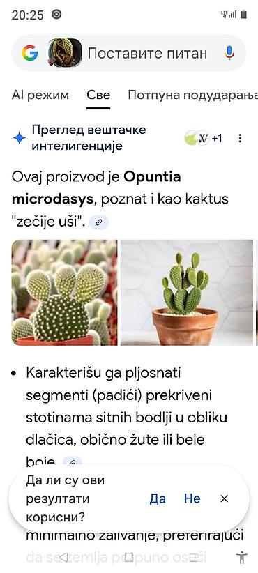 Ostale kućne biljke: Sobne i ukrasne biljke u saksijama – više vrsta - Syngonium — 18