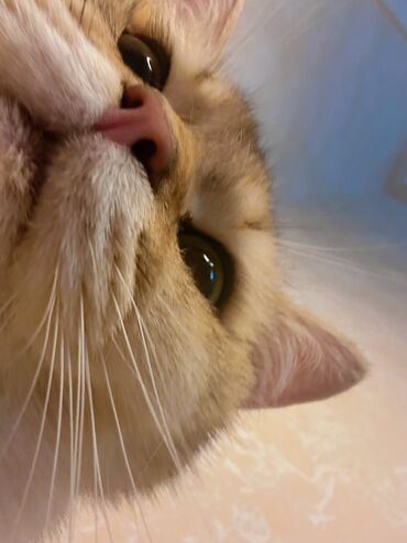 Pişiklər: Qızıl şinşilla, Erkək, Cütləşmə üçün, Pulsuz çatdırılma, Ödənişli çatdırılma, Rayonlara çatdırılma — 5