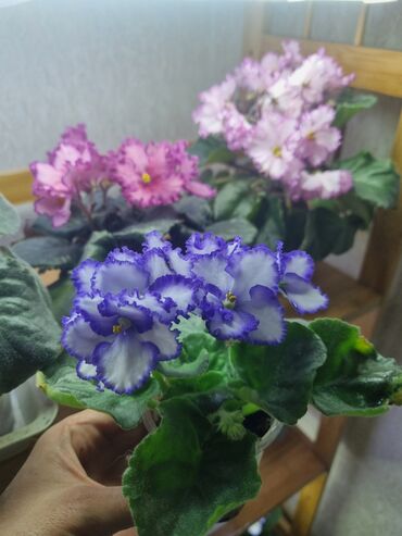 сколько стоит цикламен: Фиалки. Продаю цветущие фиалки, 350 с. Расскажу об уходе, пересадке