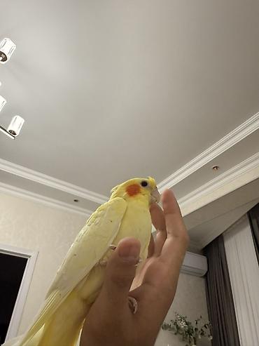 quşlar: Növbət: Sarı rəngli nimfa papuqayı (cockatiel) Xüsusiyyətlər: - Rəng — 3
