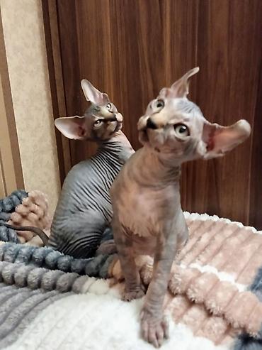 Pişiklər: Sfinks, Erkək, Dişi — 4