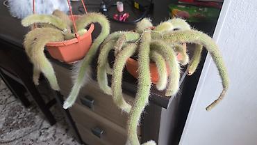 Антуриумы: Антуриум Андре (Anthurium andreanum) в декоративном кашпо. - — 23