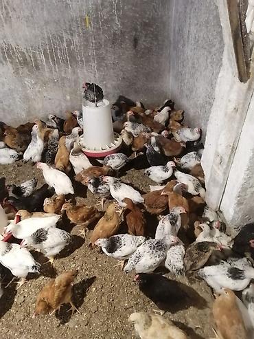 bala tutuquşu: Salam tam sağlam colpalardi damazdiqa yararlı çatdırma. var vacap — 1