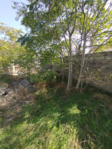 Videomüşahidə: Merkanda kupçalı 14 sot torpaq satılır içinde köhne tikili var yol — 6