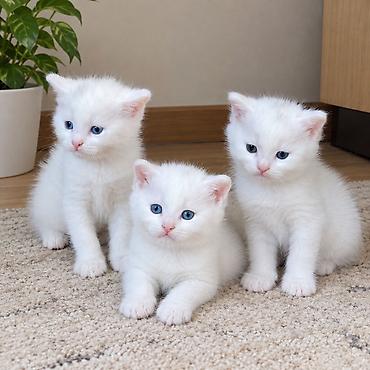 Pişiklər: Şinşilla, Erkək, Dişi, Yaxşı əllərə — 2