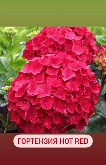 Садовые цветы и кустарники: Продаю шикарные кусты гортензии! Хороший выбор сортов: -метельчатая — 3