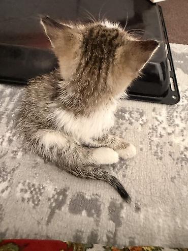 цена шотландской кошки: Отдам котят даром — 3