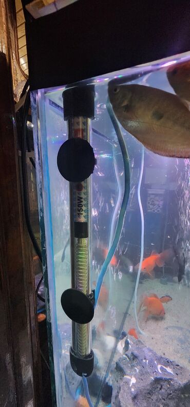 Akvariumlar: Dördbucaq akvarium, Balıqlarla birlikdə, 120 l — 22