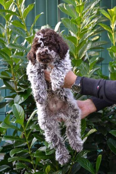 Psi: Lagotto Romagnolo štenci Odgajivačnica "Bellgotto" 7522 sa — 7