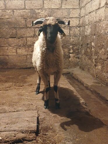 Бараны, овцы: 16 kilo eti var boş bekar adamlar yazamasın at lalafo.az Бараны, овцы: 16 kilo eti var boş bekar adamlar yazamasın