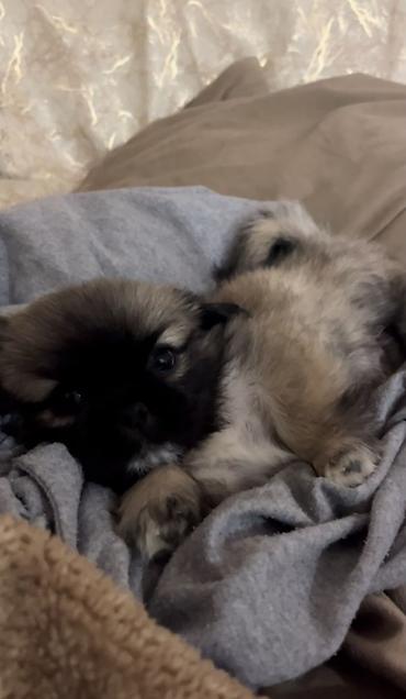 alabay itlerin satisi: Pekines, 1 ay, Dişi — 1