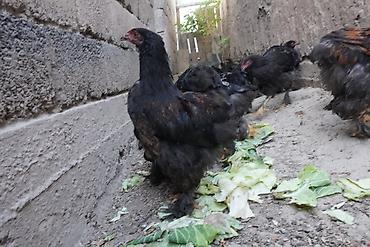 бройлерные куры: Продаю | Куры | Для разведения — 8