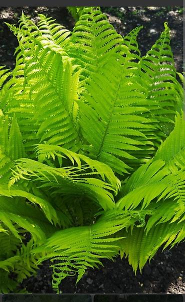 Оноклея (Onoclea sensibilis) — декоративный папоротник для сада и at lalafo.kg Оноклея (Onoclea sensibilis) — декоративный папоротник для сада и