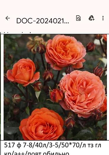 Садовые цветы и кустарники: Корни роз - Крупноцветковая чайно-гибридная роза с — 38