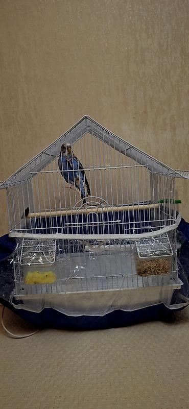 Dalğalı tutuquşu və qəfəs dəsti - Növ: dalğalı tutuquşu (budgerigar)