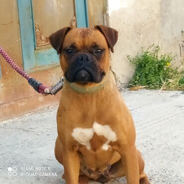 guclu itler: Bokser, 1 il, Dişi, Peyvəndli, Ünvandan götürmə, Ödənişli çatdırılma
