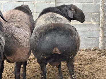 Бараны, овцы: Продаю | Баран (самец), Ягненок | Гиссарская, Арашан | Для разведения, Для шерсти, На забой | Племенные — 1