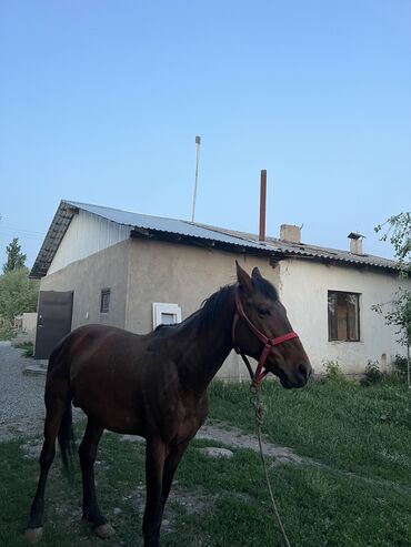 Другие животные: Другие животные