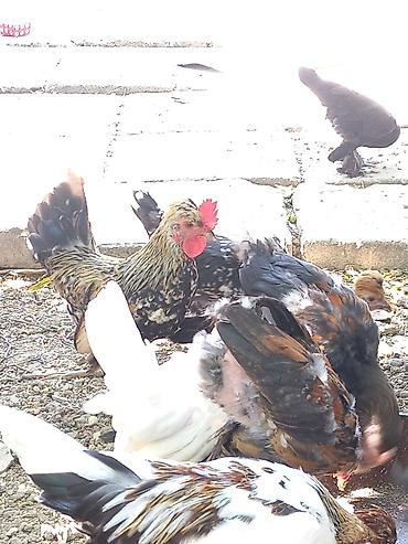 xoruzu: Satsı: dekorativ Yaponka xırda cins toyuqlar (bantam tipli) — 3
