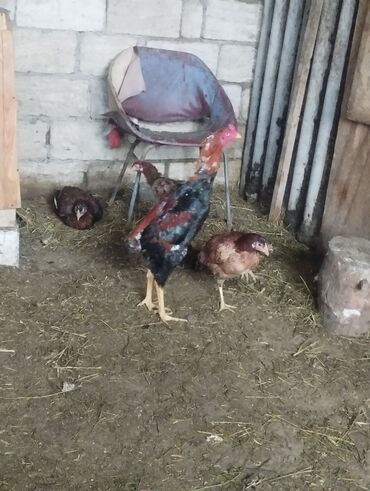 Xoruzlar: Aseel tipli uzunayaqlı cücərti/ceylək xoruz - Uzun və güclü sarı — 23