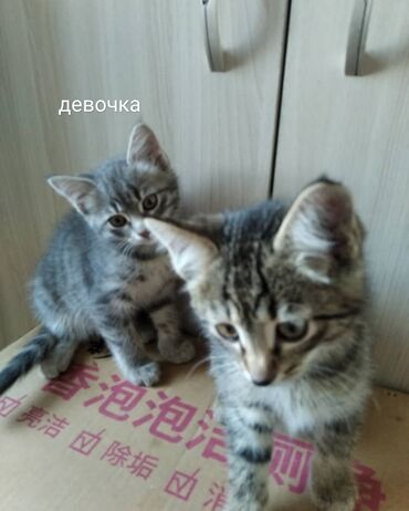 котяти: Кошка даром: Беспородная, Девочка, Приучена к лотку