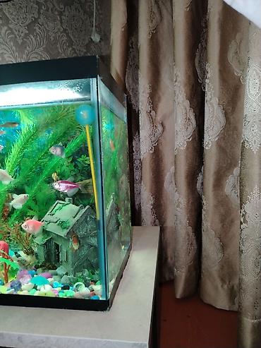 Akvariumlar: Akvaryum komplekti - Şüşə akvaryum, düzbucaqlı forma, qapaqlı üst — 2