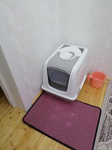 qold pişik: Salam pişiyim içine rahat yerleşmediyine satıram. Kiçik razmer — 2