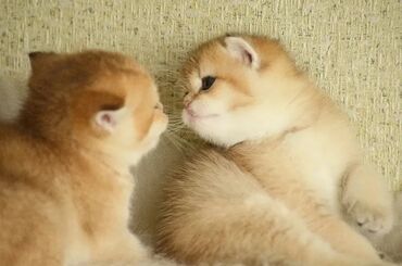 Pişiklər: Qızıl şinşilla, Erkək, Dişi, Ünvandan götürmə — 4