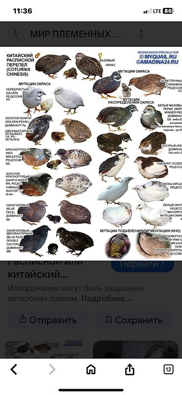 Другие с/х животные: Китайские расписные перепелки - Породы/окрасы: смешанные – тёмные — 36