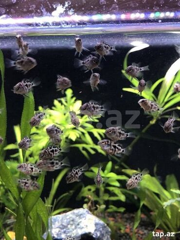 Akvarium aksessuar və ləvazimatları: Polar Blue Cichlid Balaları Satılır! 🌊 .Göz oxşayan mavi rəngi və