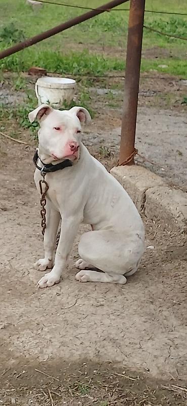 İtlər: Pitbul, 10 ay, Erkek, Peyvəndli — 8