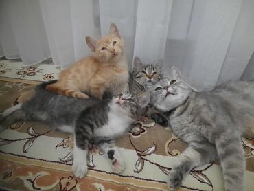 siyam pişiyi: Britan, Erkək, Dişi, Yaxşı əllərə, Ünvandan götürmə, Ödənişli çatdırılma