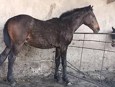 Лошади, кони: Продаю | Жеребец | Рабочий at lalafo.kg — 4 Лошади, кони: Продаю | Жеребец | Рабочий — 4