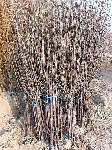 Малина: Малина — 11